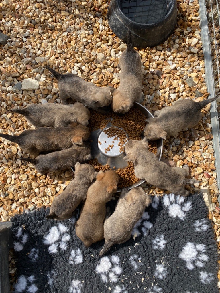 Chiot Cairn Terrier Feeling Cottage