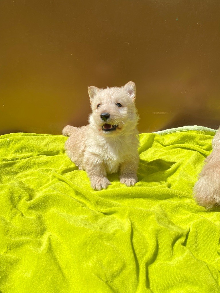 Feeling Cottage - Chiots disponibles - Scottish Terrier