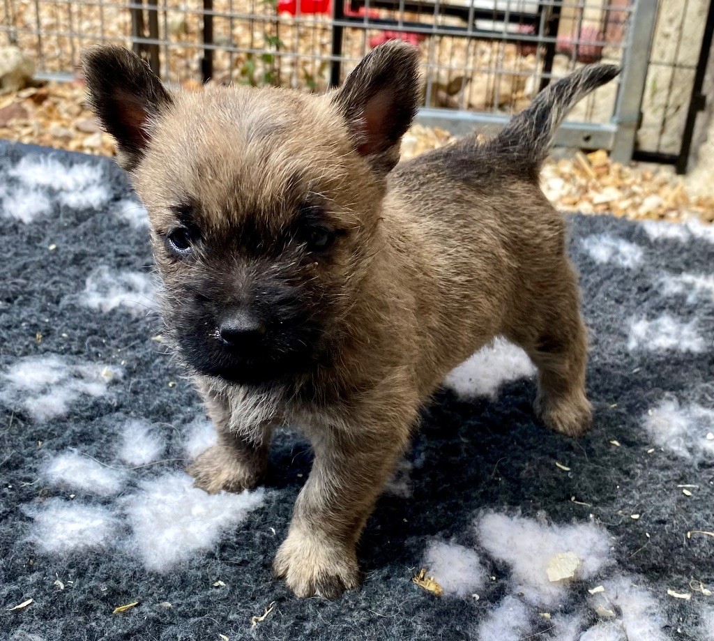 Feeling Cottage - Chiots disponibles - Cairn Terrier