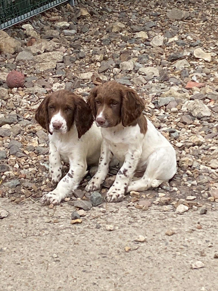 Feeling Cottage - Chiots disponibles - English Springer Spaniel