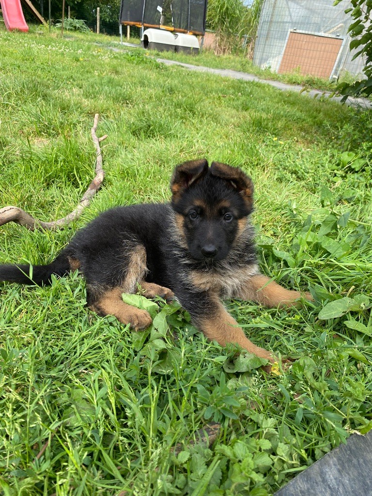 Feeling Cottage - Chiots disponibles - Berger Allemand