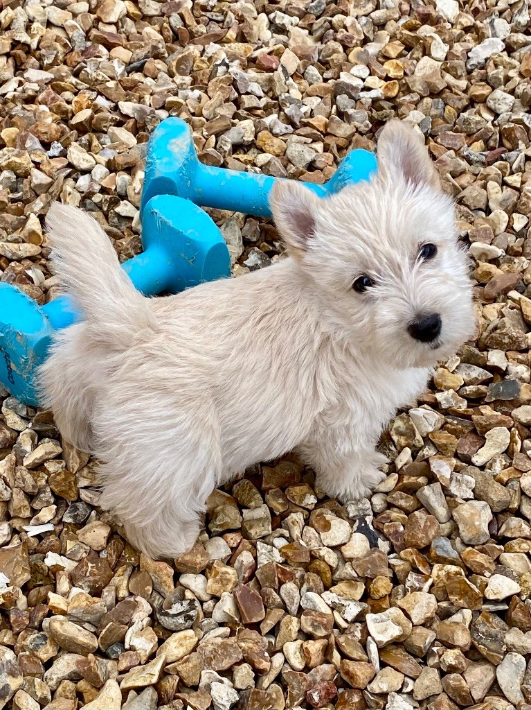 Feeling Cottage - Chiots disponibles - Scottish Terrier