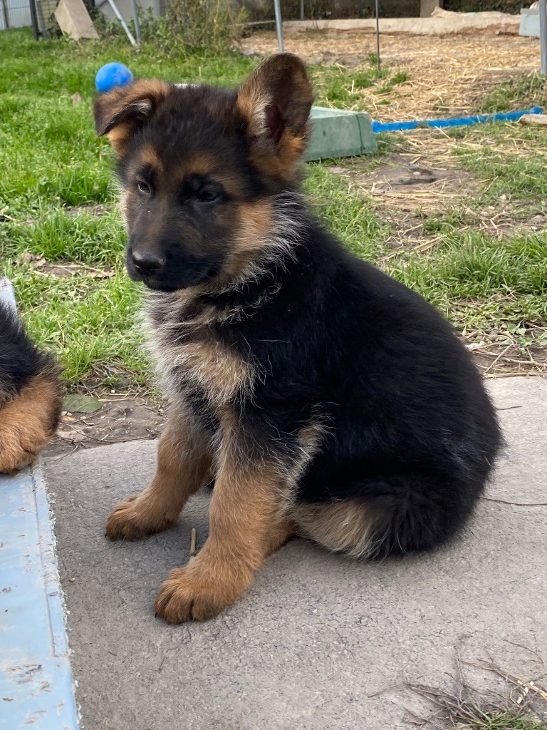 Feeling Cottage - Chiots disponibles - Berger Allemand