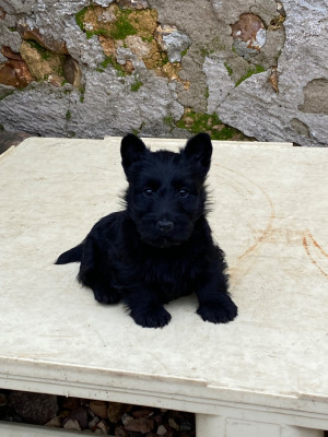 Chiot N°3