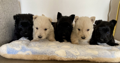 Chiot N°2
