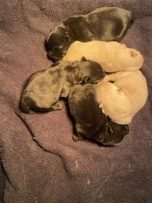 Chiot N°3