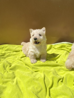 Chiot N°4