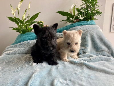 CHIOT 1