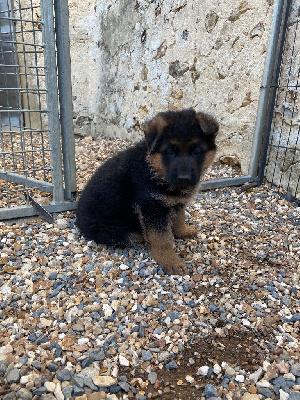CHIOT 1