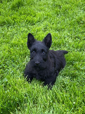 CHIOT 4