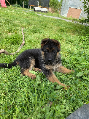 CHIOT 3