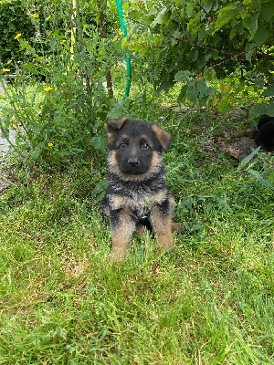 CHIOT 2