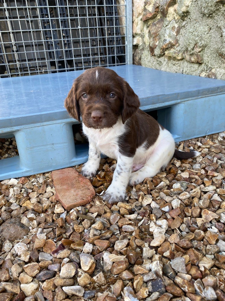 Feeling Cottage - Chiots disponibles - English Springer Spaniel