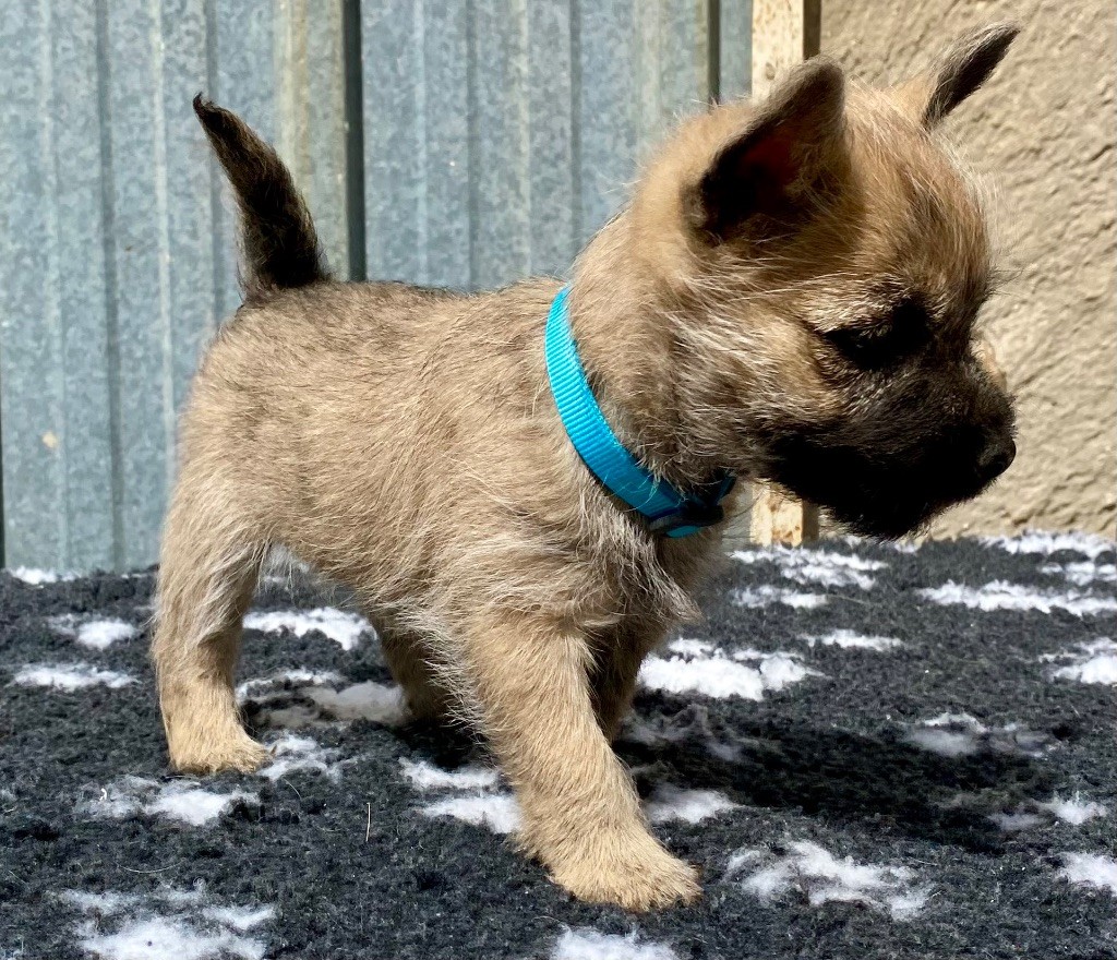 Feeling Cottage - Chiots disponibles - Cairn Terrier