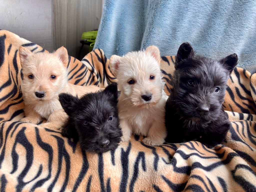Feeling Cottage - Scottish Terrier - Portée née le 08/09/2025