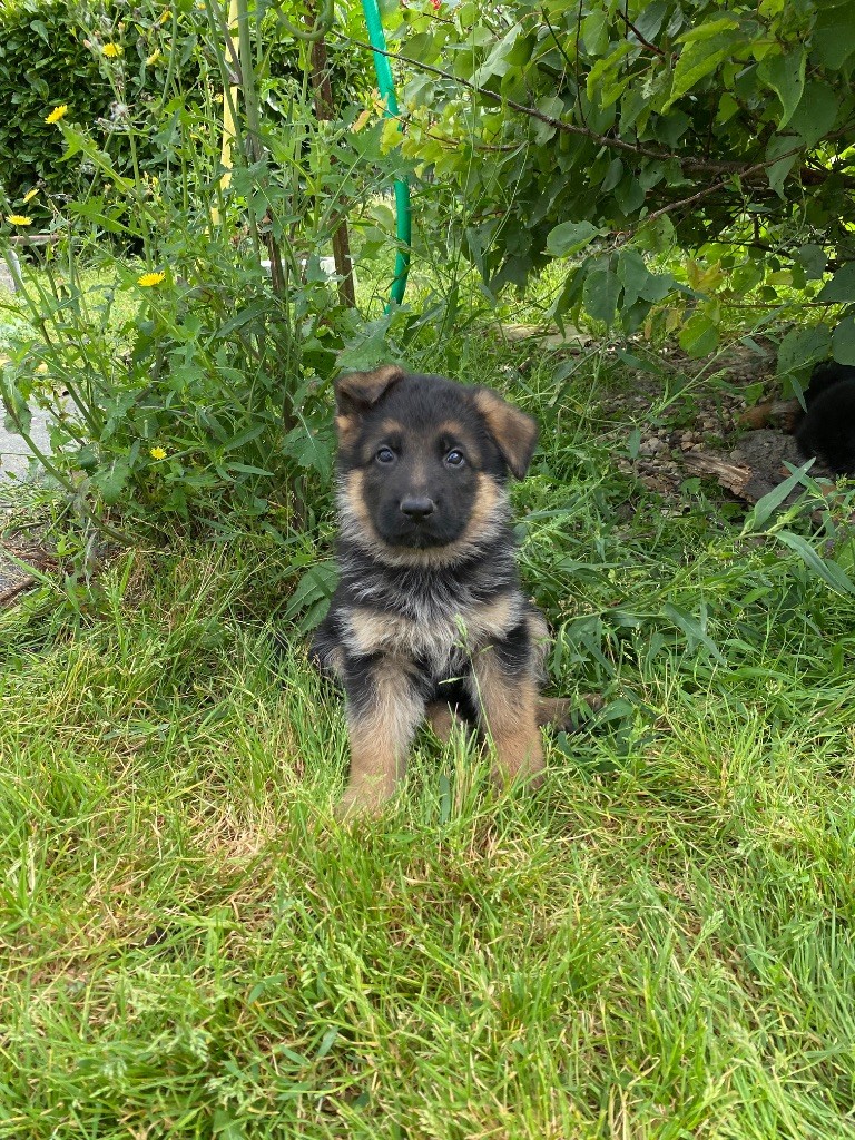 Feeling Cottage - Chiots disponibles - Berger Allemand