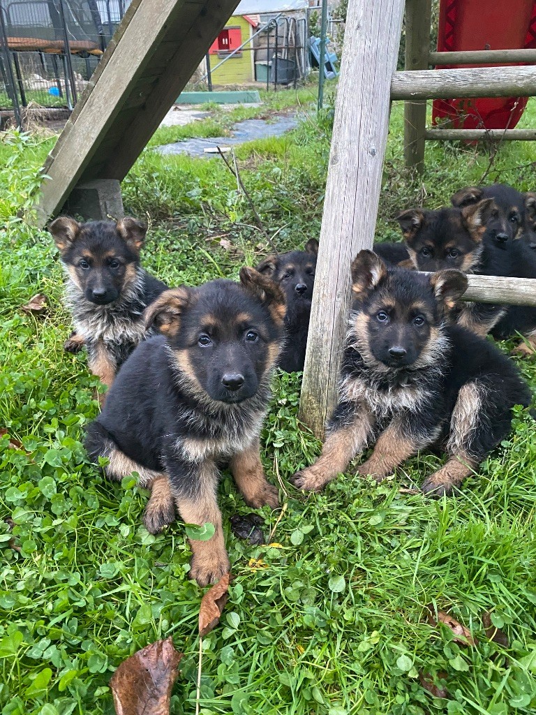 Feeling Cottage - Chiots disponibles - Berger Allemand
