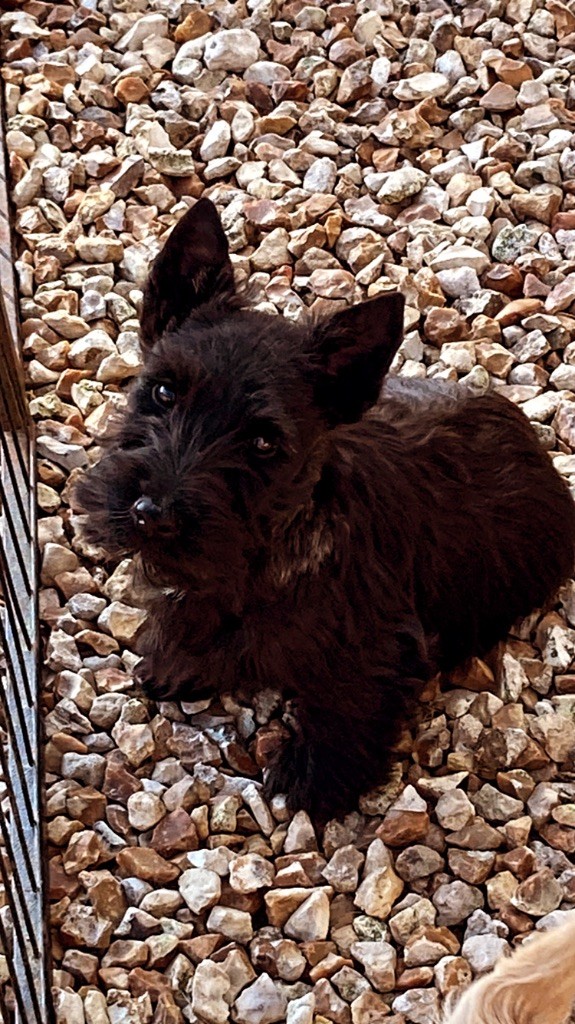 Feeling Cottage - Chiots disponibles - Scottish Terrier