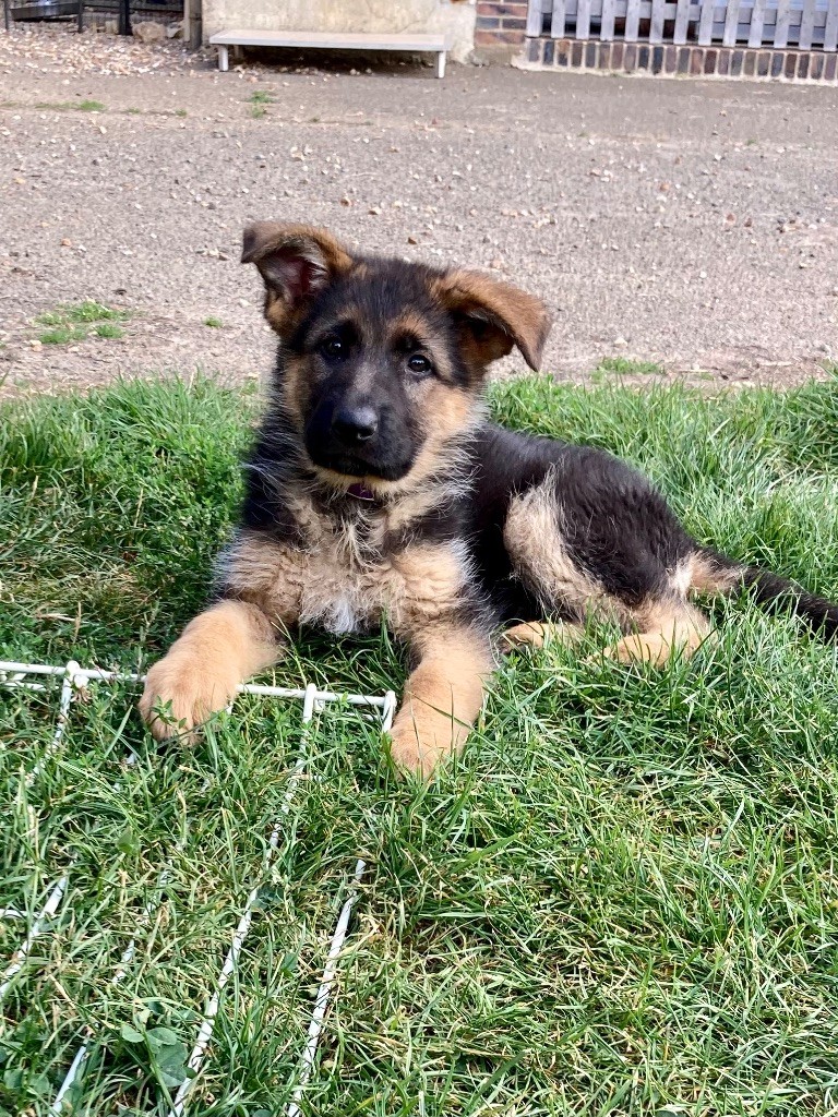 Feeling Cottage - Chiots disponibles - Berger Allemand