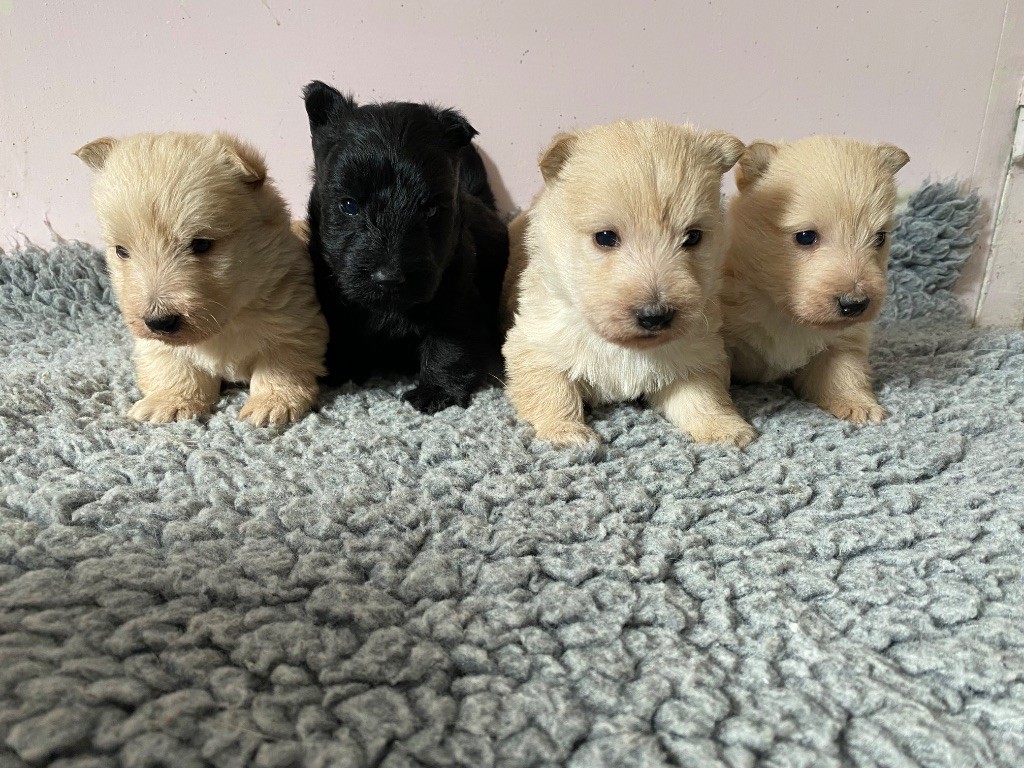 Feeling Cottage - Chiots disponibles - Scottish Terrier