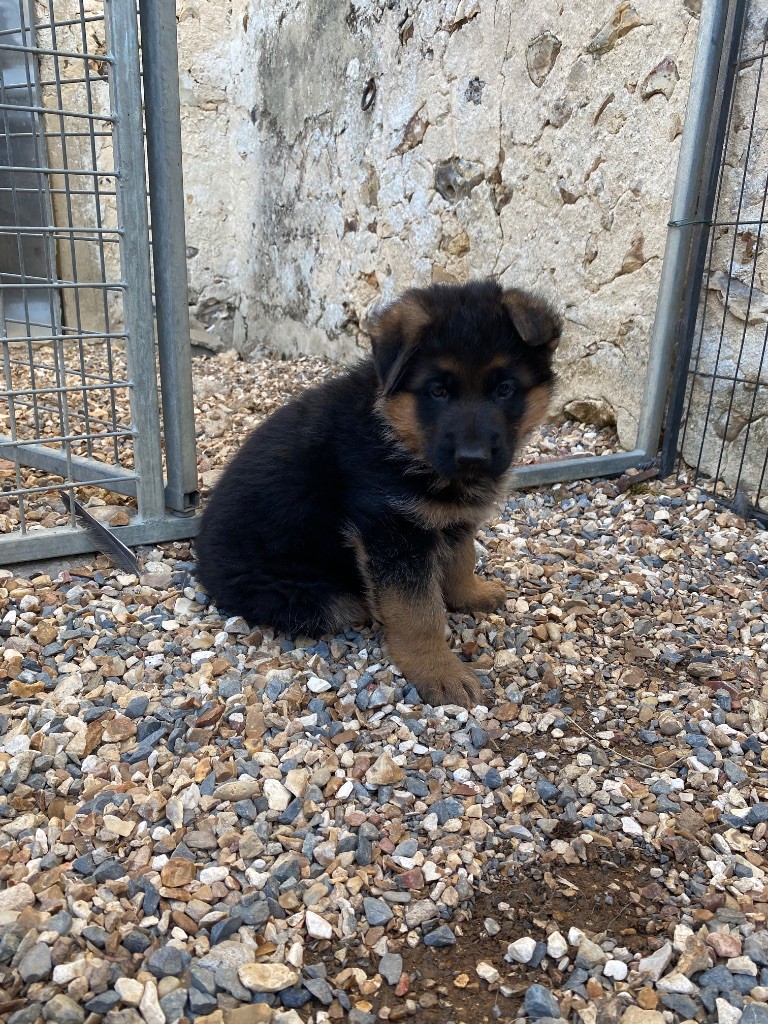 Feeling Cottage - Chiots disponibles - Berger Allemand