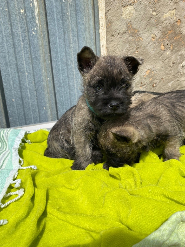 Feeling Cottage - Chiots disponibles - Cairn Terrier