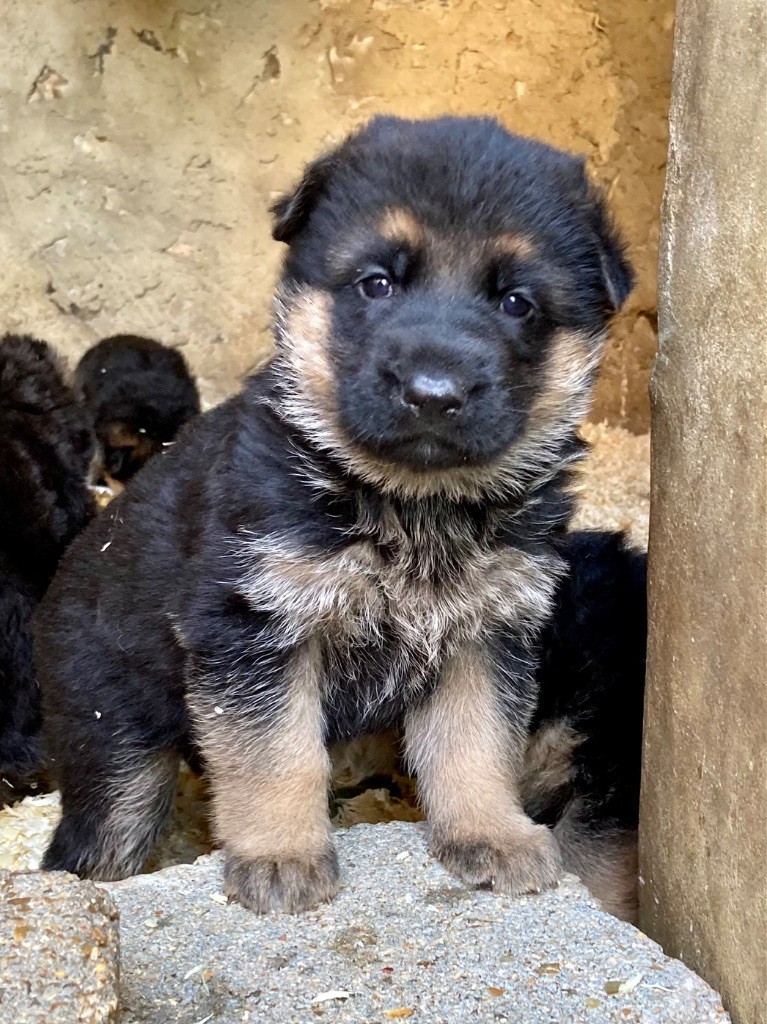 Feeling Cottage - Chiots disponibles - Berger Allemand